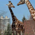 Lincoln Park Zoo