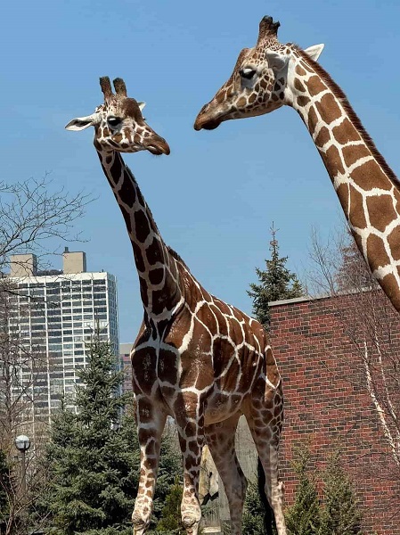 Lincoln Park Zoo