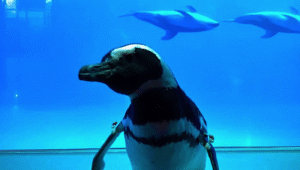Shedd Aquarium Chicago