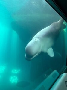 Shedd Aquarium chicago