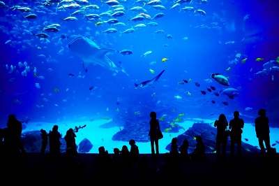 Shedd Aquarium chicago