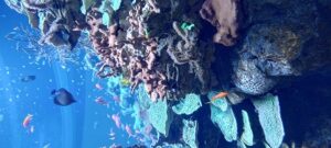 Shedd Aquarium chicago