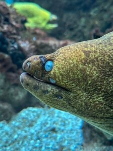 Shedd Aquarium Chicago