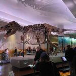 The Field Museum Chicago