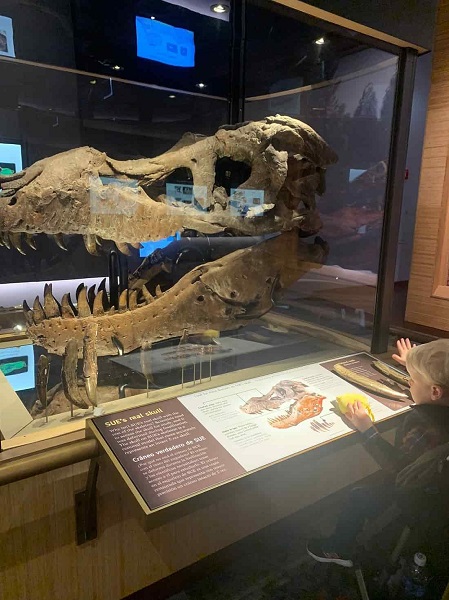 The Field Museum Chicago