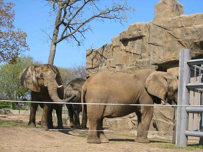 lincoln park zoo